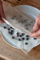 Two ways to germinatr purple peas. Lay between layers of wet kitchen towel and place inside a polythene bag