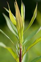 Baptisia tinctoria,  - Wilder Indigo, Fabaceae, dyeing garden