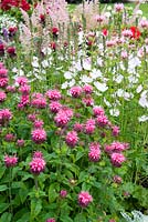 Monarda 'Pink Lace' and Sidalcea 'Elsie Heugh' in summer herbaceous border