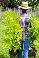 Woman carrying Cherry laurel trees across lawn