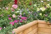 Bedding and Patio Roses, Sweet peas and Petunias in raised WoodBlocX border
