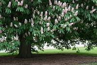 Aesculus indica 'Sydney Pearce' - Indian horse chestnut 'Sydney Pearce' in flower
