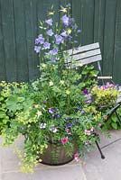 Plants include Dianthus 'Diana Lavender Picotee', Polemonium caeruleum, Alchemilla mollis, Aquilegia, Campanula and Lathyrus odoratus