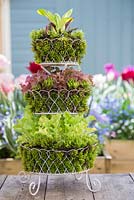 Tiered stand planted with Lettuces encased by moss