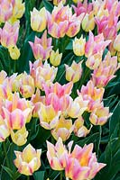 Tulip 'Antoinette' - The Chameleon Tulip