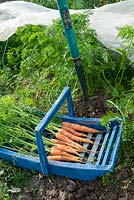 Freshly dug carrots 'Early nantes', in blue trug, showing enviromesh for fly protection