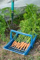 Freshly dug carrots 'Early nantes', in blue trug, showing enviromesh for fly protection
