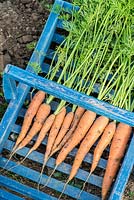 Freshly dug carrots 'Early nantes', in blue trug
