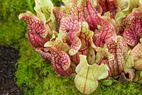 Sarracenia purpurea ssp. burkei - Pitcher plant