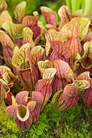 Sarracenia x chelsonii - Pitcher plant