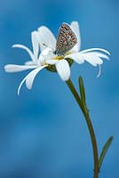 Leucanthemum vulgare - Ox-eye daisy with Common Blue butterfly - Polyommatus icarus
