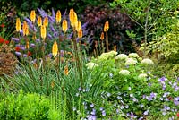 Kniphofia 'Tawny King' with Geranium Azure Rush and Hydrangea arborescens 'Annabelle'. Perennials and shrub association. July.