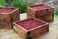 Deck with boxes of cranberries 'Wellbeing Welands' from Gardens Now - inspired by Ocean Spray - Large garden Gold Medal winner - Bloom 2014 - Ireland
