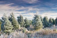 Frosty Christmas Tree field in Suffolk, England, UK in Winter.