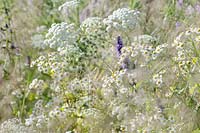 Ammi majus with Tanacetum parthenium and Ajuga reptans 'Catlin's Giant' - Macmillan Legacy Garden, RHS Hampton Court Palace Flower Show 2014 - Design: Rebecca Govier - Sponsor: Macmillan Cancer Support