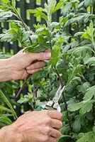 Taking cuttings from a Chrysanthemum plant