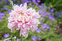 Chrysanthemum 'Bloom Allouise Pink'