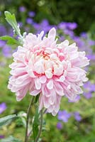 Chrysanthemum 'Bloom Allouise Pink' 