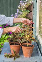 Pinching out the tips of the Coleus cuttings, encouraging the plant to bush out. 