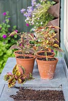 Coleus cuttings with tips pinched out