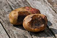 Rodent damage on potato tuber 