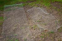 Repairing the lawn. Re-seeded with chicken wire laid over to protect from the birds