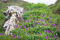 Geranium sanguineum - Bloody Cranesbill growing wild on cliffs near Kynance Cove, Cornwall. 