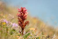 Orobanche alba - Thyme Broomrape growing wild on cliffs at Kynance Cove, Cornwall. 