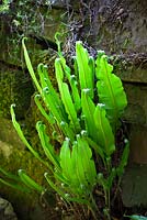 Asplenium scolopendrium AGM growing in a wall.  Hart's tongue fern
