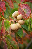 Fruit of Aesculus x neglecta 'Autumn Fire' - Yellow Horse Chestnut tree