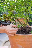 Underplanting Rosa 'Golden Memories' with Begonia tuberhybrida 'Apricot Shades' F1 Illumination series. 
