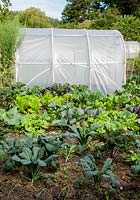 Kale and Lettuce in vegetable bed