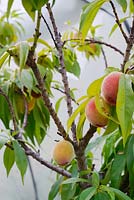 Prunus persica 'Bonanza', young Peach fruits in a polytunnel, Wales, UK
