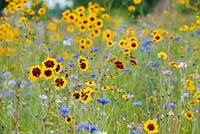 Coreopsis tinctoria - 'Dyers Tickseed' and Cornflowers in a wildflower meadow - July - Oxfordshire