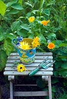 Deadheading yellow marigolds with childs seat and tools