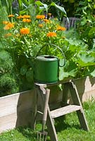 Vegetable bed with marigolds, vintage tools and watering can