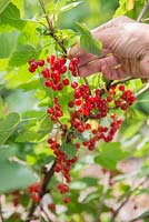 Harvesting fruit of Ribes rubrum 'Jonkheer van Tets'