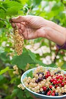 Harvesting fruit of Ribes nigrum 'Ben Nevis', Ribes rubrum 'Jonkheer van Tets' and Ribes rubrum 'Versailles'