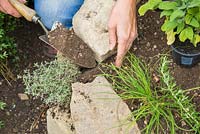 Planting Thymus 'Silver Posie' within the spiral wall