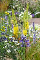 Garden - Metal, A Space to Connect and Grow. Yellow eremurus with Agapanthus 'Back in Black', Achillea 'The Pearl', Agastache 'Blue Fortune' and Stipa tenuissima 
