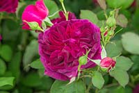 Rosa 'Munstead Wood' - English Old Rose Hybrid