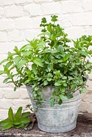 Different varieties of mentha - mint grown in old bucket - curly; basil; morrocan and peppermint