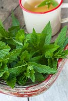 Mentha - cut mint in trug with cup of mint tea