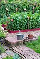 Small raised beds with crop of broad beans, 'Greeny', Norfolk, England, July