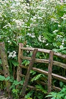 Home made chestnut hurdles, used to support Astrantias bseide pathway, Norfolk, England, July,