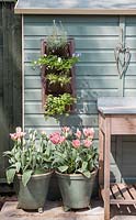 Tulipa 'China Town' with a wall planter mounted on the side of a shed