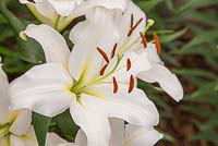 Lilium 'Donacion' - Oriental Trumpet Lily Hybrid