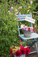 Lathyrus odoratus - Sweetpeas in bucket on chair in cutting garden