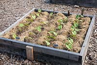 Left to Right: Bush Bean 'Black Valentine', 'Brown Trout' in raised wooden bed