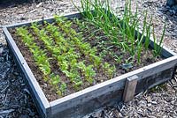 Carrots, garden Sage, Onion in vegetable bed